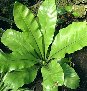 راهنمای نگهداری و پرورش گل و گیاهان زینتی - سرخس لانه پرنده